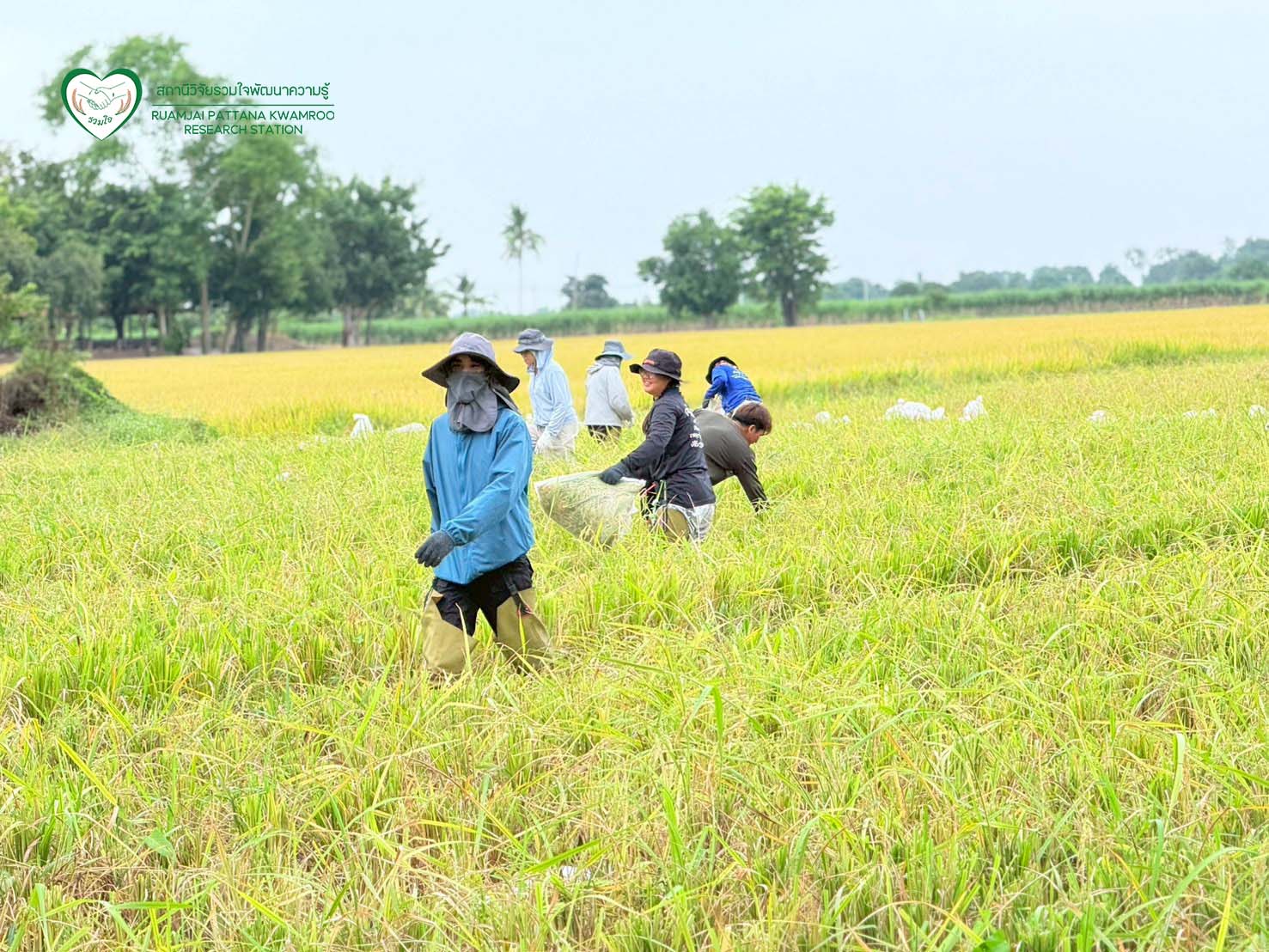 นักวิจัยร่วมกันเก็บเกี่ยวผลผลิต ณ แปลงทดสอบผลผลิตในนาเกษตรกร จ.สุพรรณบุรี