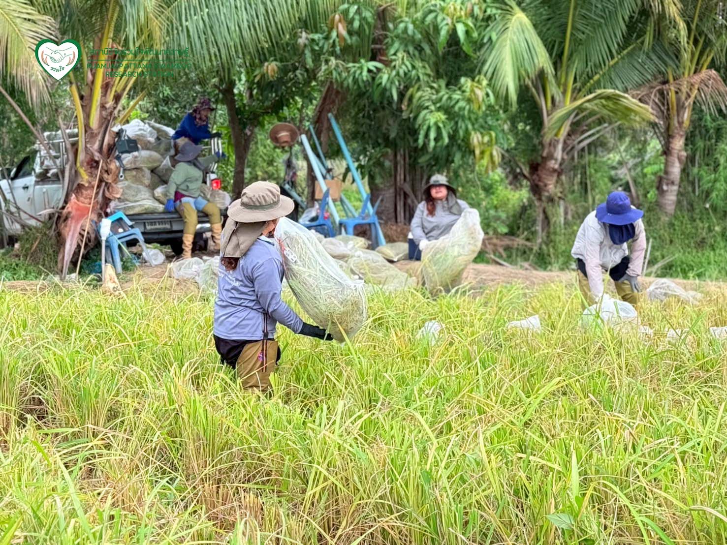นักวิจัยร่วมกันเก็บเกี่ยวผลผลิต ณ แปลงทดสอบผลผลิตในนาเกษตรกร จ.สุพรรณบุรี