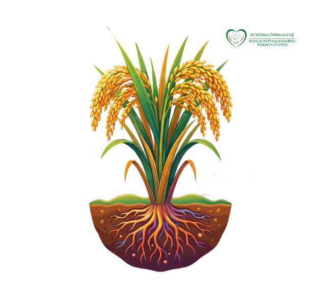 ทรงต้นข้าว New plant type