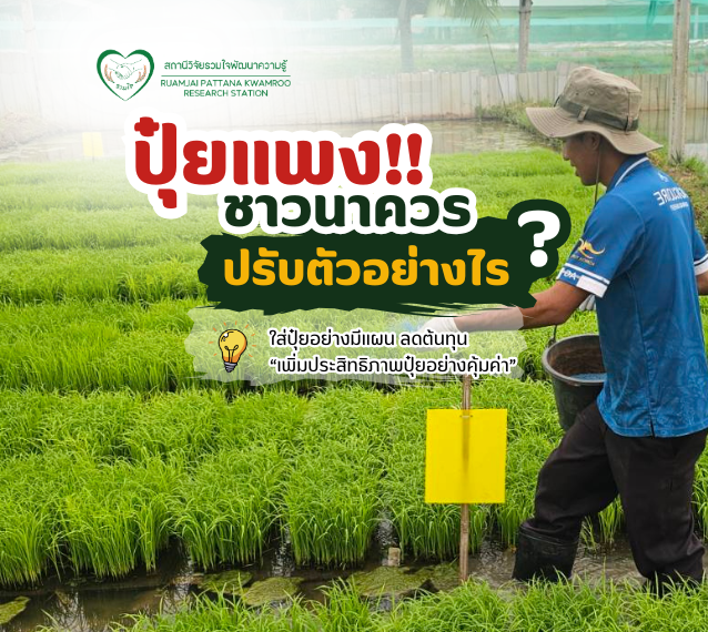 ปุ๋ยแพง ชาวนาควรปรับตัวอย่างไร?