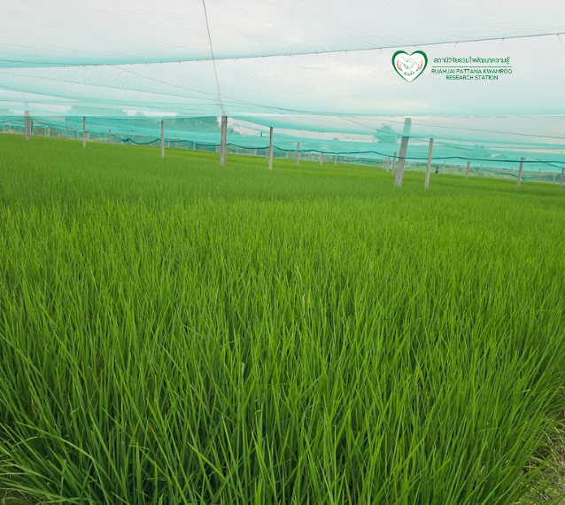 ปุ๋ยแพง ชาวนาควรปรับตัวอย่างไร