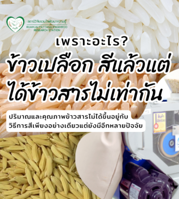 ข้าวเปลือกสีแล้วได้ข้าวสารไม่เท่ากัน เพราะอะไร