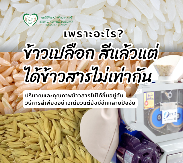ข้าวเปลือกสีแล้วได้ข้าวสารไม่เท่ากัน เพราะอะไร