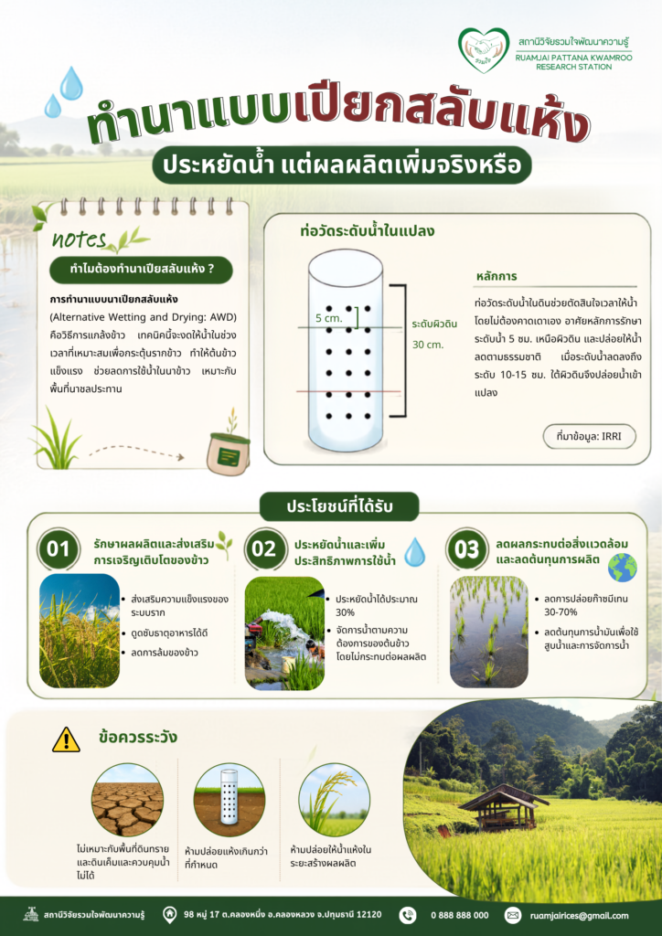 ทำนาแบบเปียกสลับแห้ง ประหยัดน้ำ แต่ผลผลิตเพิ่มจริงหรือ