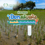 นาเปียกสลับแห้ง
