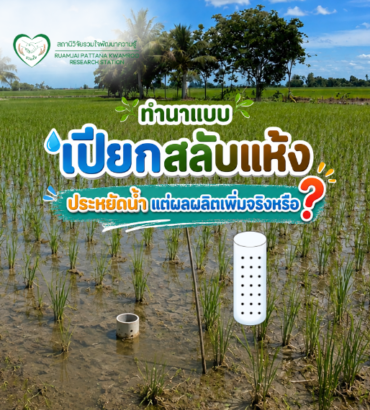 นาเปียกสลับแห้ง