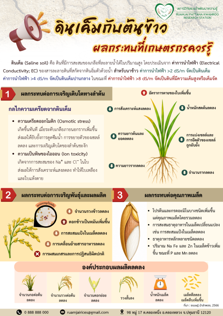 ดินเค็มกับต้นข้าว... ปัญหาใหญ่ที่เกษตรกรไม่ควรมองข้าม