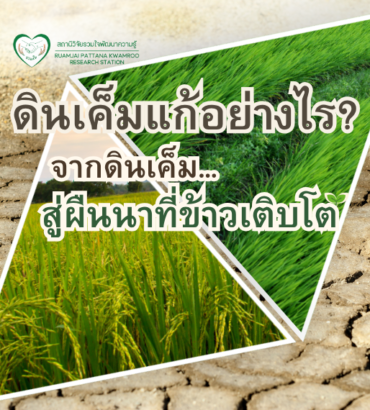 วิธีแก้ดินเค็ม