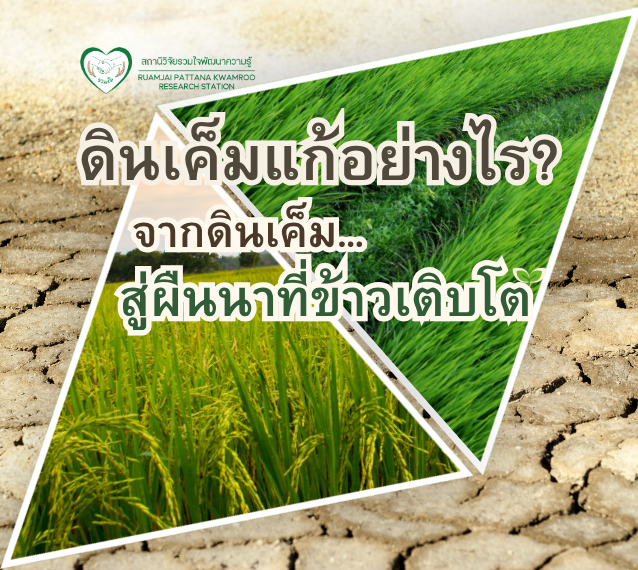 วิธีแก้ดินเค็ม