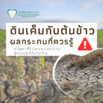ดินเค็มกับต้นข้าว... ผลกระทบที่เกษตรกรควรรู้