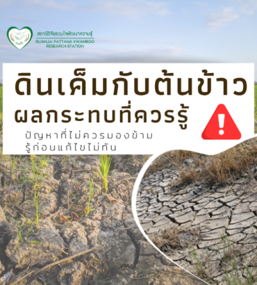 ดินเค็มกับต้นข้าว... ผลกระทบที่เกษตรกรควรรู้