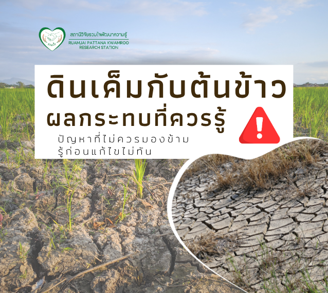 ดินเค็มกับต้นข้าว... ผลกระทบที่เกษตรกรควรรู้