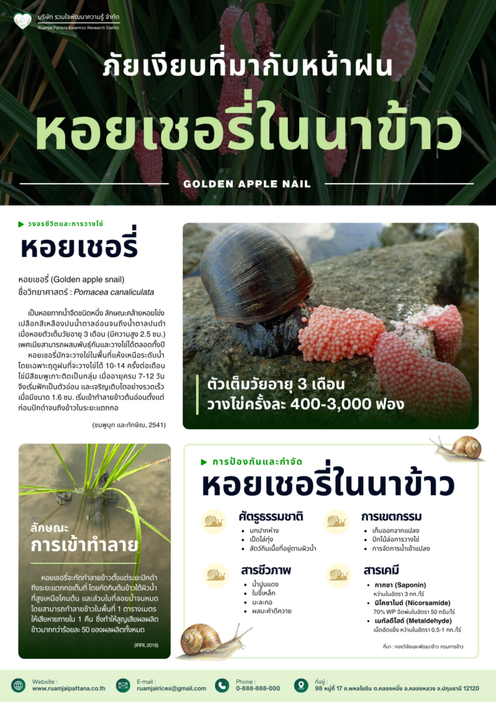 หอยเชอรี่ในนาข้าว