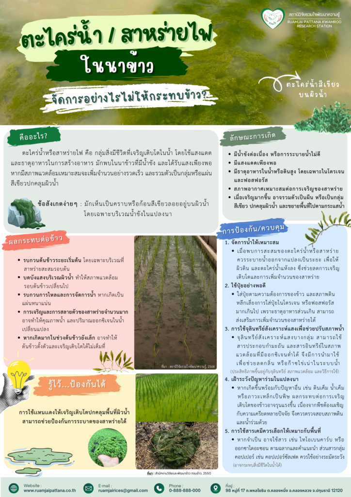 จัดการตะไคร่น้ำ/สาหร่ายไฟอย่างไร ไม่ให้กระทบข้าว