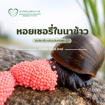 หอยเชอรี่ในนาข้าว