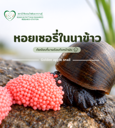 หอยเชอรี่ในนาข้าว