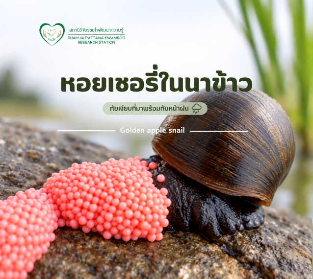 หอยเชอรี่ในนาข้าว