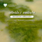 ตะไคร่น้ำ/สาหร่ายไฟ จัดการอย่างไร? ไม่ให้กระทบข้าว