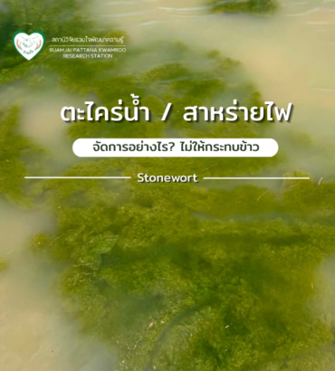 ตะไคร่น้ำ/สาหร่ายไฟ จัดการอย่างไร? ไม่ให้กระทบข้าว