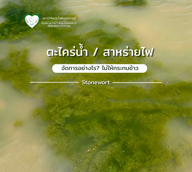 ตะไคร่น้ำ/สาหร่ายไฟ จัดการอย่างไร? ไม่ให้กระทบข้าว
