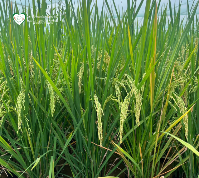 Climate change เมื่อภูมิอากาศเปลี่ยน “ข้าวไทยต้องปรับตัว”