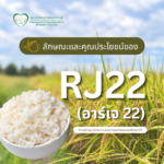ลักษณะและคุณประโยชน์ของข้าว RJ22 (อาร์เจ 22)