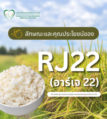 ลักษณะและคุณประโยชน์ของข้าว RJ22 (อาร์เจ 22)
