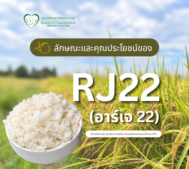ลักษณะและคุณประโยชน์ของข้าว RJ22 (อาร์เจ 22)