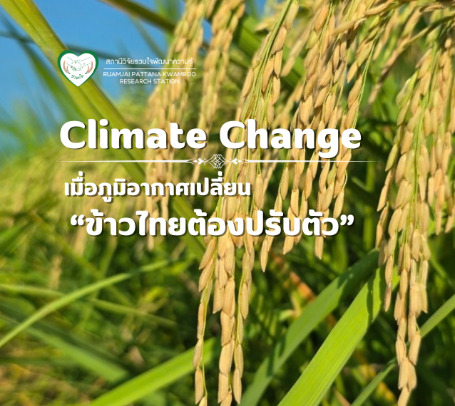 เมื่อภูมิกาศเปลี่ยน ข้าวไทยต้องปรับตัว